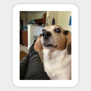 The shocked Beagle Sticker